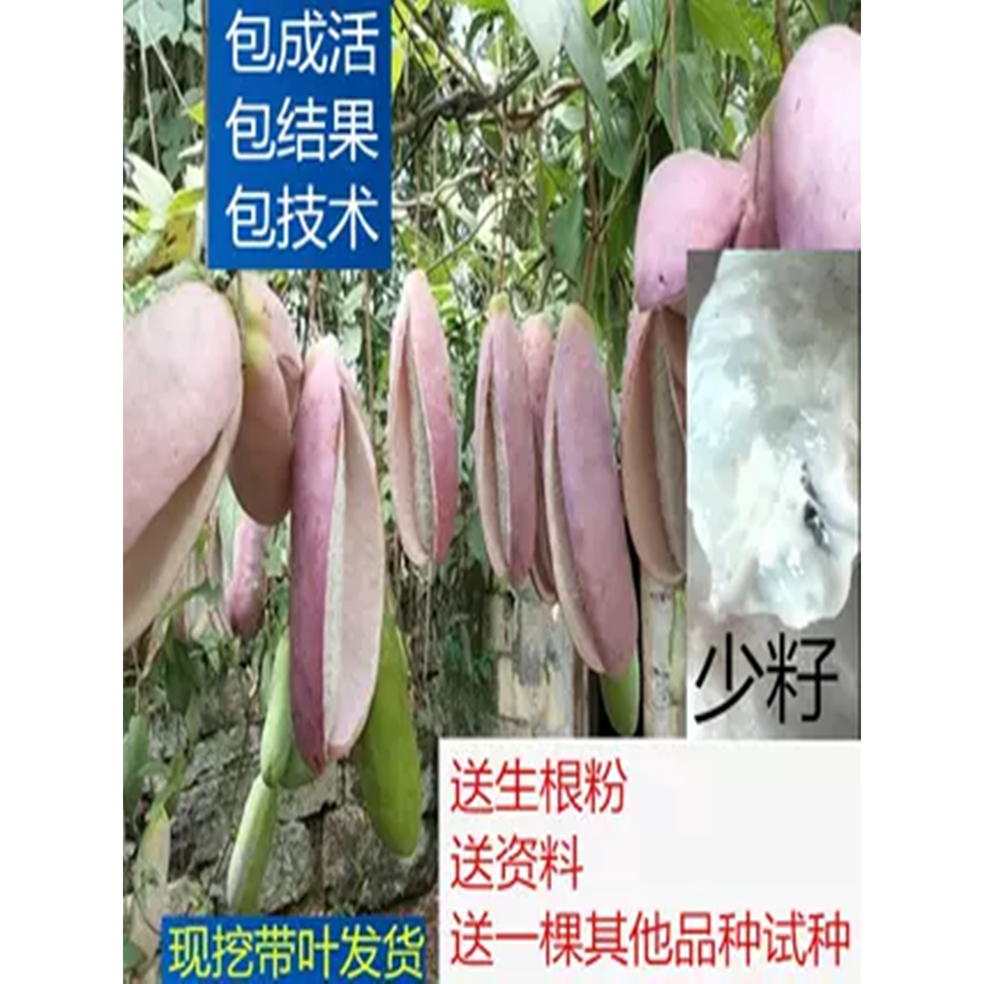 四川种植南方嫁接果树苗