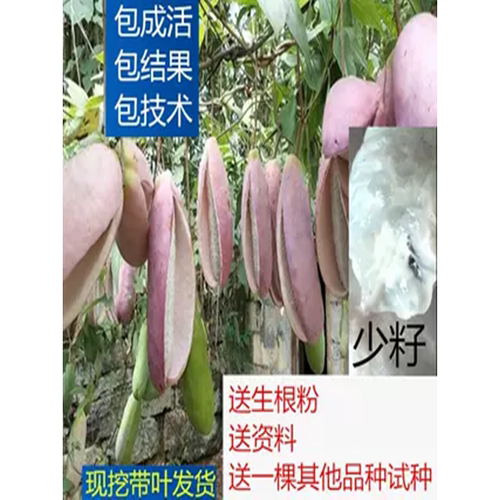 四川种植南方嫁接果树苗