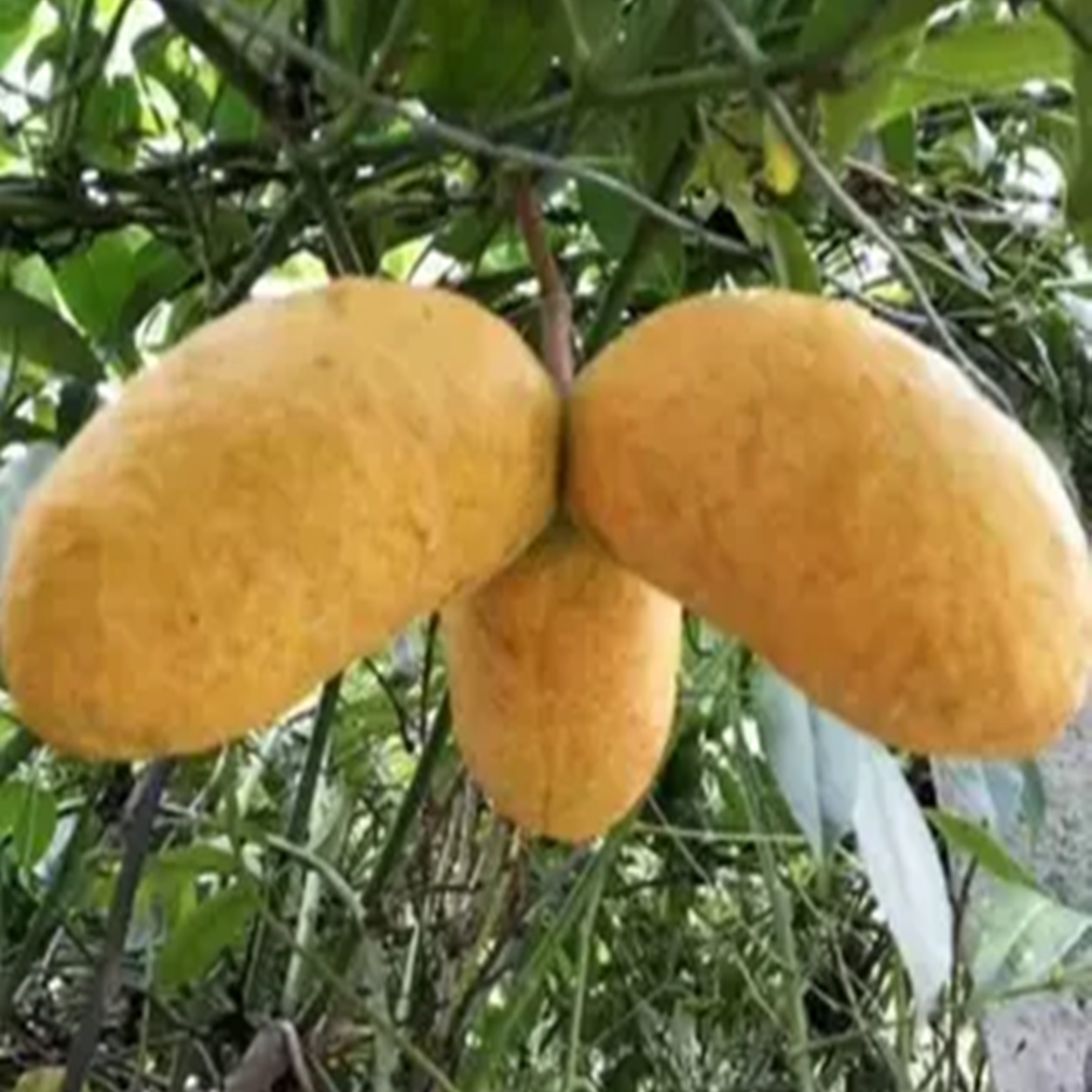 九月黄木通香蕉南方果树苗