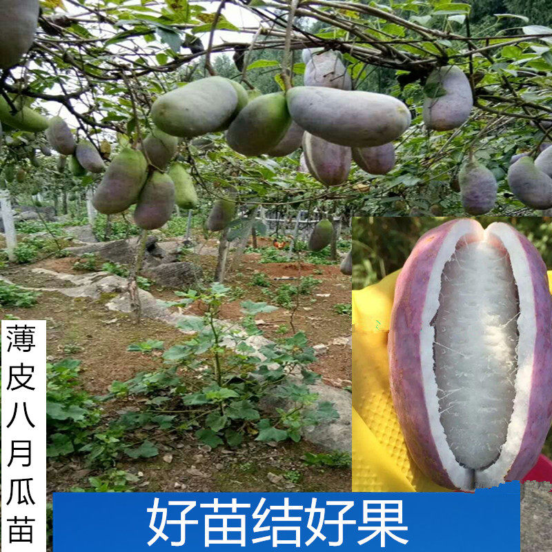 八月瓜苗八月炸苗四川果树苗野香蕉无籽八月瓜苗紫宝三号改良品种