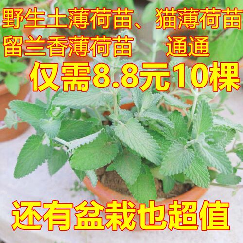猫薄荷苗素材模板 猫薄荷苗图片下载 小麦优选