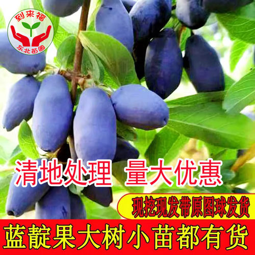 东北蓝靛果树苗羊奶子果苗蓝靛果羊奶子黑瞎子果山茄子果蓝果