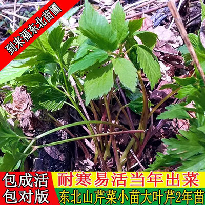 山芹菜根东北野菜大叶芹苗特产蔬菜种苗野芹菜盆栽地栽量大优惠