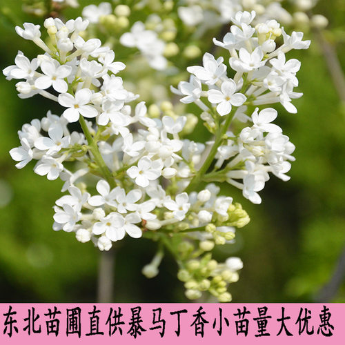 东北耐寒暴马苗大叶丁香小叶紫丁香四季花灌木树苗地栽盆栽绿篱苗