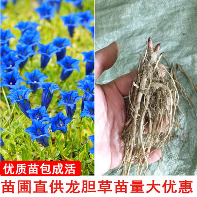 东北龙胆草苗龙胆花苗种苗耐寒园林绿化庭院美化苗苗圃直发蓝花