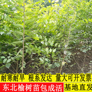 耐寒白榆树苗地接嫁接金叶榆树苗树墙金钱树绿篱苗