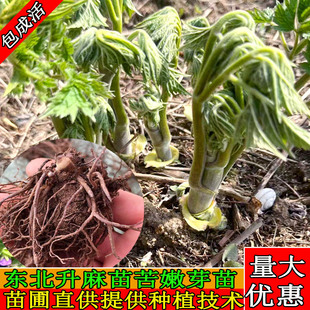 东北升麻苗山野菜苗中草药苗苦窿芽种根苦力芽种苗苦嫩芽苦老芽苗