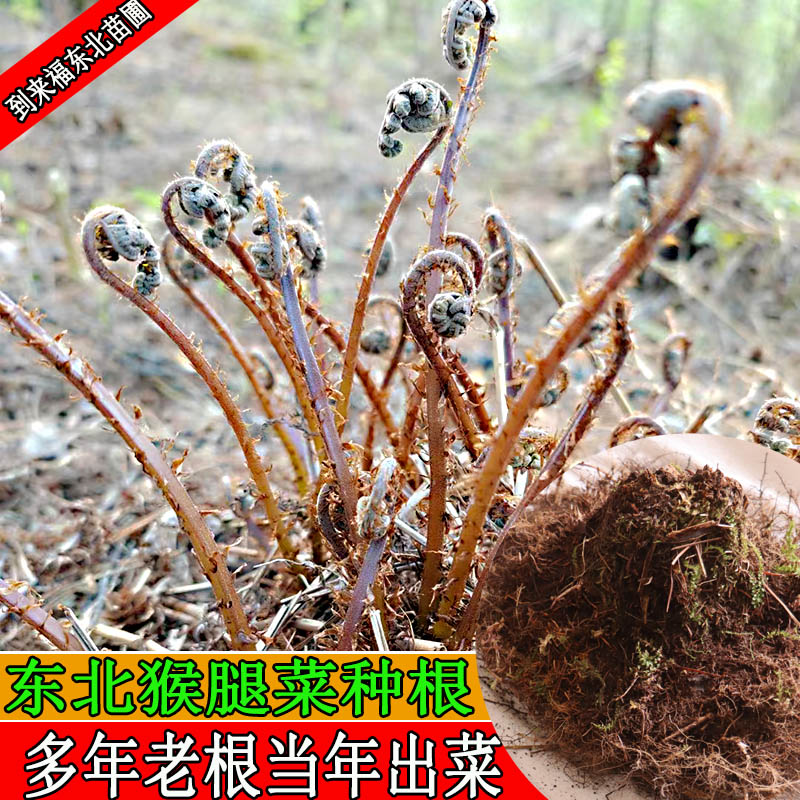 东北猴腿菜苗猴腿根大苗耐寒蕨类东北山野菜苗种苗蹄盖蕨菜种苗