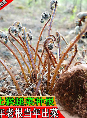 东北猴腿菜苗猴腿根大苗耐寒蕨类东北山野菜苗种苗蹄盖蕨菜种苗