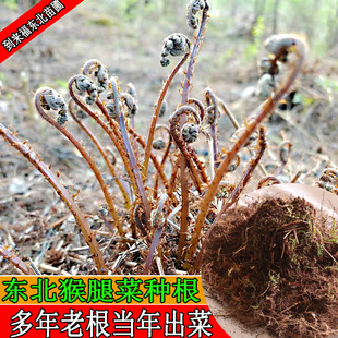 东北猴腿菜苗猴腿根大苗耐寒蕨类东北山野菜苗种苗蹄盖蕨菜种苗
