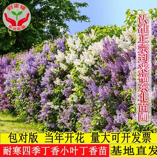 东北耐寒大叶丁香暴马苗小叶紫丁香四季花灌木树苗地栽盆栽绿篱苗