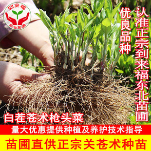 关苍术小苗中草药苗白茬苍术关苍术北苍术枪头菜量大优惠山菜