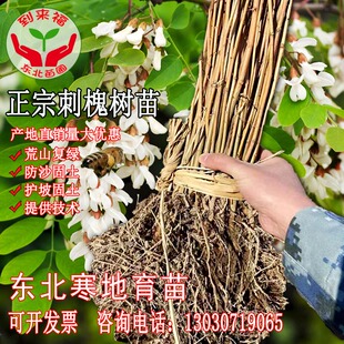 洋槐花刺槐花树苗东北寒地刺槐白花槐树苗小苗绿化树苗苗木护坡