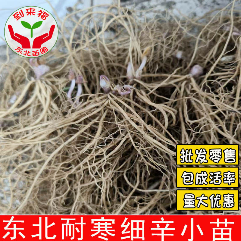 东北辽细辛种苗北细辛植物盆栽中草药花卉美观易活喜湿喜阴耐寒苗