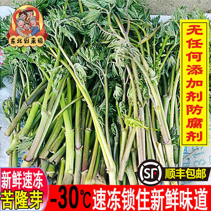 顺丰包邮速冻苦隆芽菜东北特产新鲜苦力芽山野菜苦老芽升麻菜