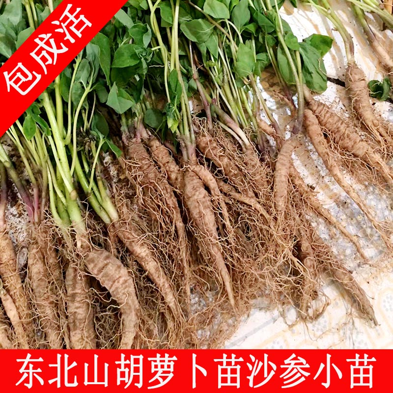 东北山胡萝卜苗沙参种苗种根植物羊乳山海螺角参山地瓜秧通乳草