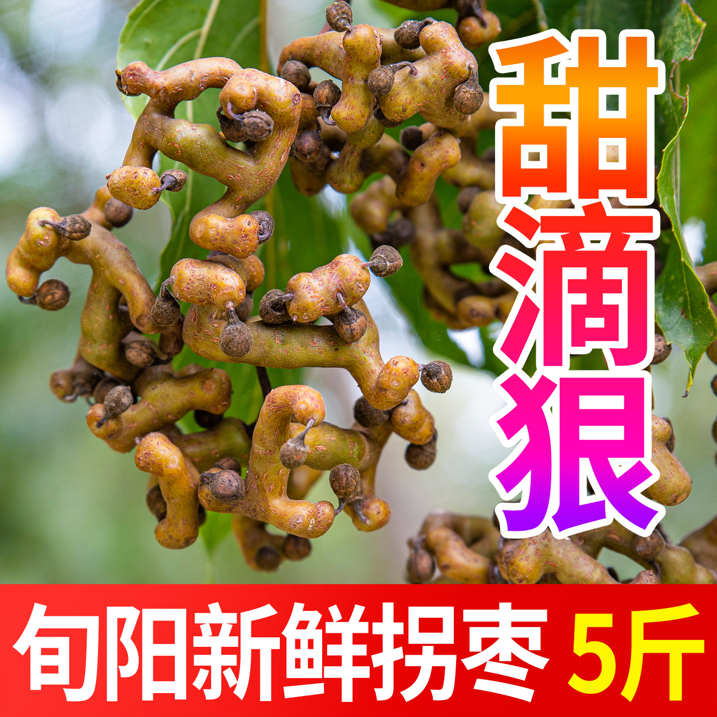 拐枣之乡·旬阳新鲜现摘野生拐枣
