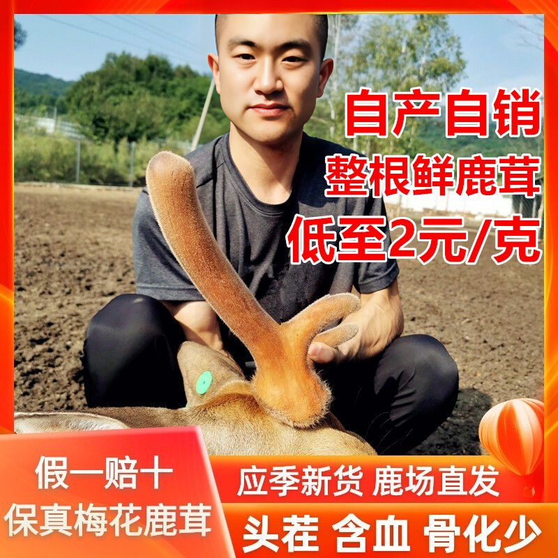 守山侬鲜鹿茸吉林整根头茬二杠鹿茸带血切片男性泡酒一手鹿场直供