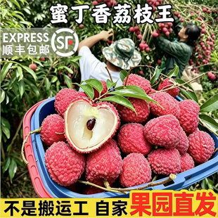 冷链正宗四川泸州合江带绿荔枝新鲜蜜丁香荔荔枝王黛绿现摘发货