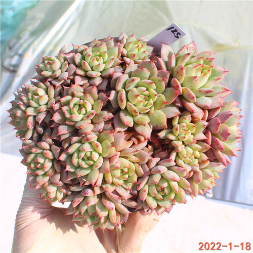 静夜多肉植物价格 静夜多肉植物图片 星期三