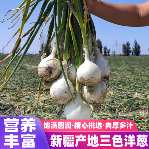 新疆皮牙子白皮洋葱新鲜露天蔬菜