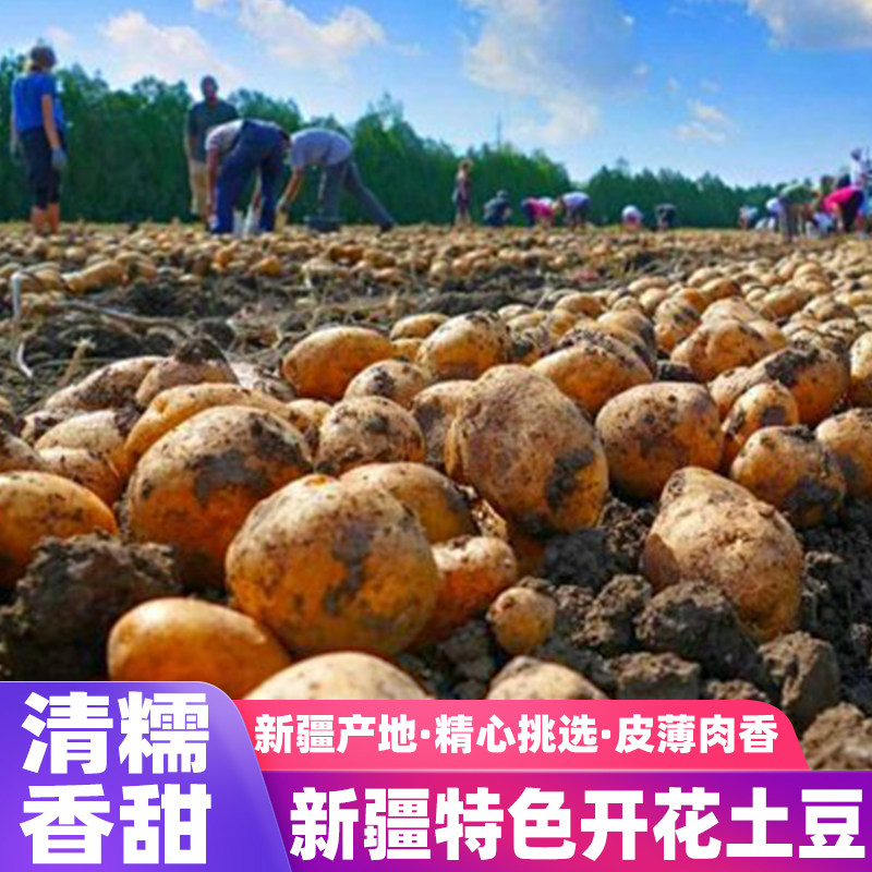 新疆土豆新鲜蔬菜正宗开花土豆农家自种现挖黄皮洋芋2025年马铃薯