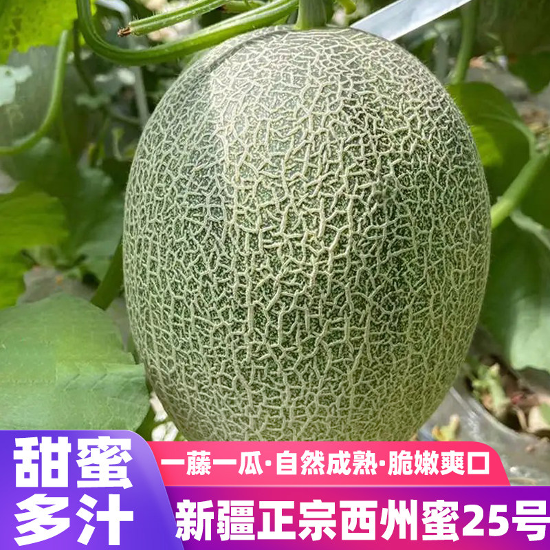 正宗新疆哈密瓜吐鲁番西州蜜25号当季新鲜水果网纹甜瓜香甜多汁