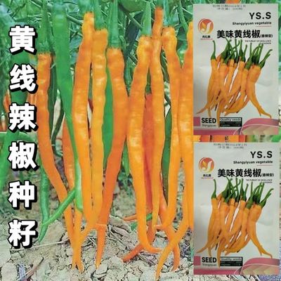 湖南黄线椒种子黄贡高产