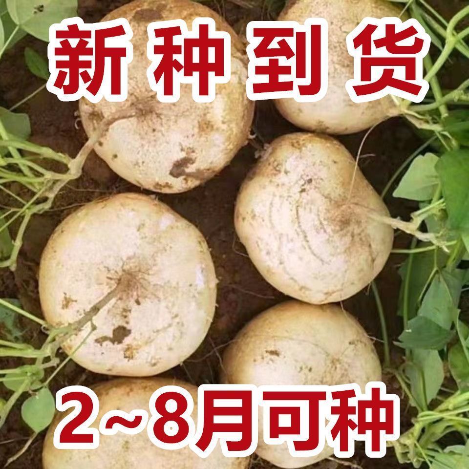 【新种到了】凉薯白地瓜种子牧马山地瓜水果地瓜沙葛凉瓜早熟高产