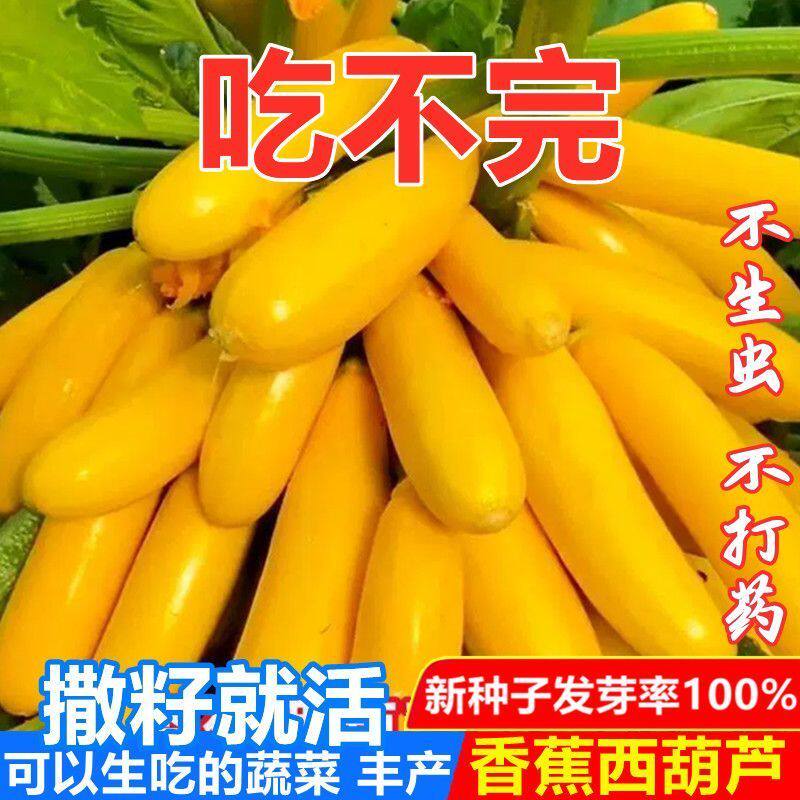 水果香蕉西葫芦种子瓜盆