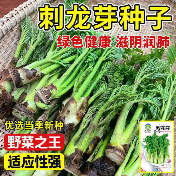刺龙芽种子刺老芽味好树