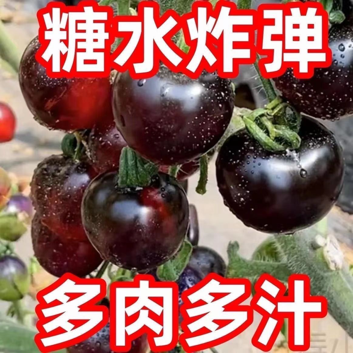 糖水黑珍珠番茄种子圣女果阳台盆栽种子小西红柿耐热耐寒四季可种