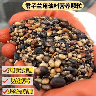 君子兰专用腰部底部营养颗粒基质松仁蓖麻油葵麻子促开花油料作物