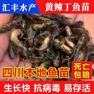 四川本地黄骨鱼苗黄辣丁汪丁鱼刺公昂刺鱼苗淡水养殖食用黄颡鱼苗