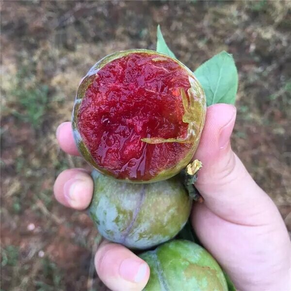 翁源三华李脆甜不酸现摘现发包甜