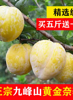正宗乐昌九峰山黄金奈李广东韶关恐龙蛋李子特大果水果新鲜蜜糖李