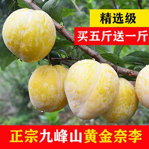 九峰山黄金奈李脆甜多汁