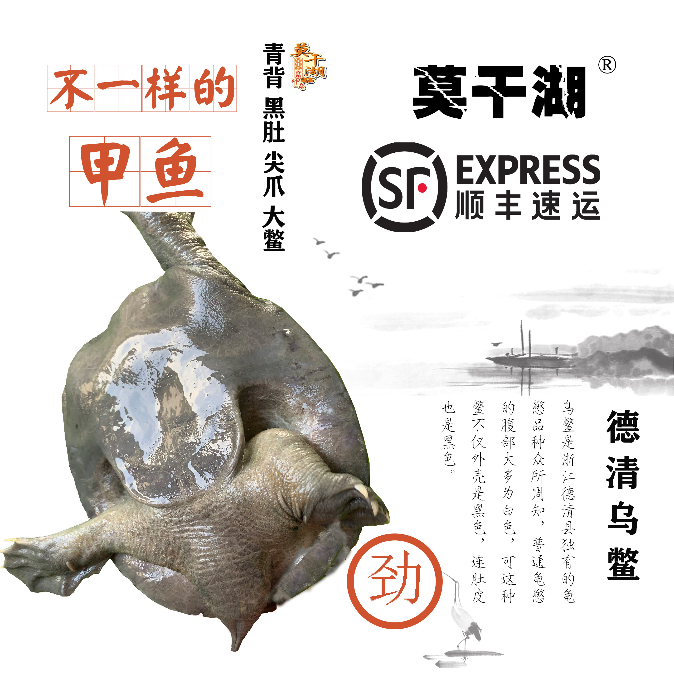 乌鳖德清黑甲鱼滋补全黑乌鳖苗中华鳖 外塘放养团鱼老鳖 鲜活送达