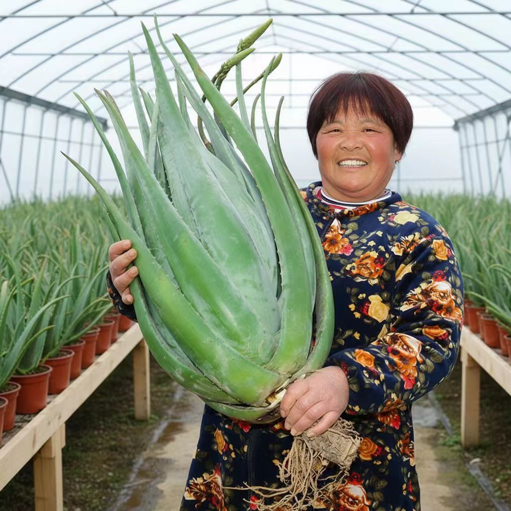 正宗库拉索芦荟苗盆栽多肉植物美容院室内外补水绿植花卉阳台客厅