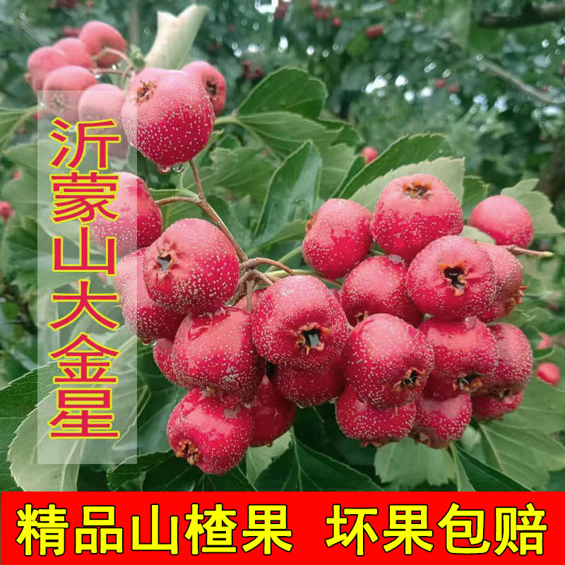 沂蒙山精品新鲜山楂鲜果坏果包赔