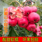 现货沂蒙山甜红子大五棱金星新鲜山楂果鲜果冰糖葫芦泡酒甜山楂果