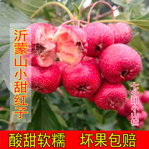沂蒙山新鲜甜山楂鲜果坏果包赔