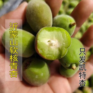 沂蒙山现摘软核青杏新鲜水果酸杏子当季孕妇水果山东凯特小青杏子