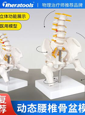 动态女性腰椎骨盆骨骼模型可活动