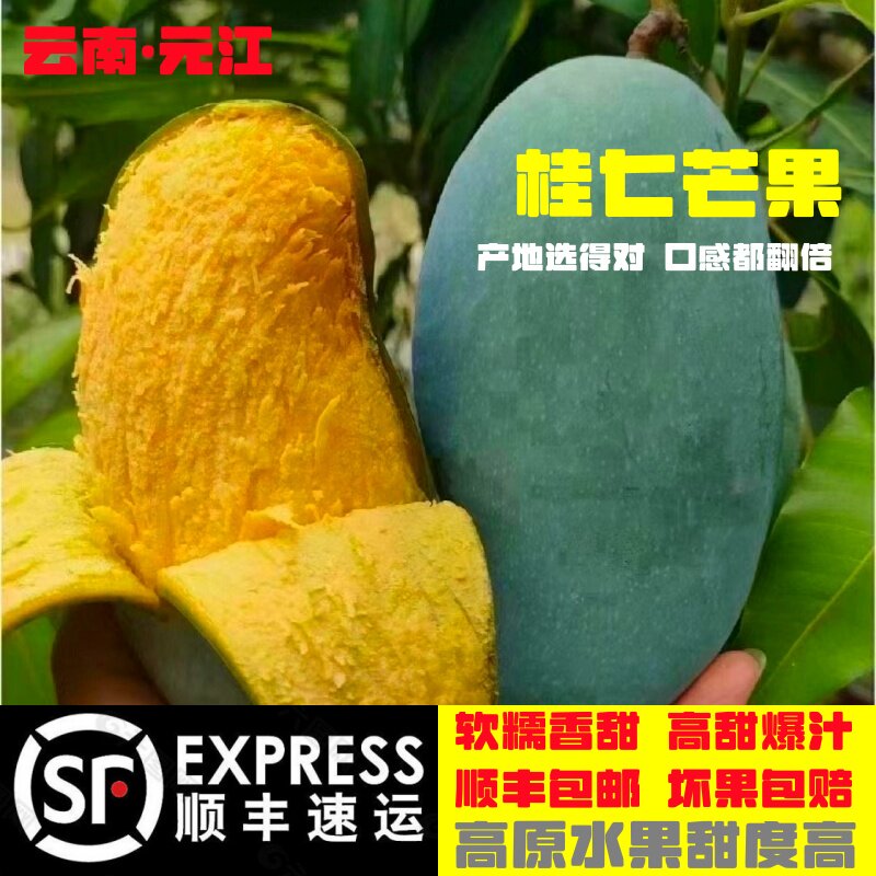 云南元江新鲜水果桂七芒果