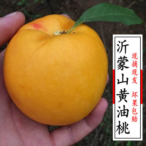 黄油桃沂蒙山蒙阴黄金油桃新鲜现摘应季脆甜水果桃子孕妇水果包邮