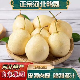 正宗河北鸭梨水果当季整箱5斤净重梨子新鲜水晶梨脆甜多汁现摘现