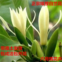 嫁接白兰花树苗 白玉兰黄桷兰黄葛兰黄果兰四季开花 白兰花苗盆栽