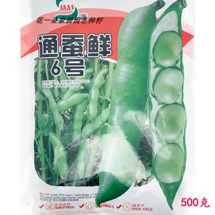 通蚕鲜6号蚕豆种籽高产抗病耐寒紫花白皮抗裂荚大粒蚕豆种子