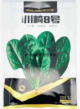 欧兰德川崎8号黑欧-6菠菜种籽高产抗病耐寒春秋黑圆叶红根菠菜种